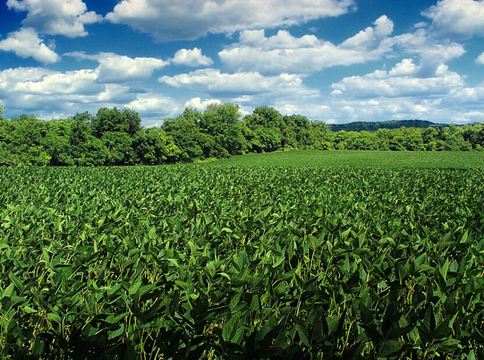 Photo of a soybean field 