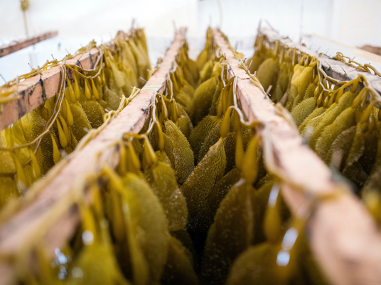 Farmed kelp drying at a facility in Canada